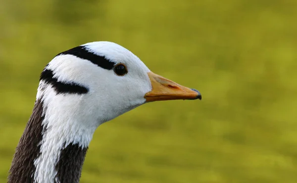 Scenic View Goose Bird Nature — Stock Photo, Image