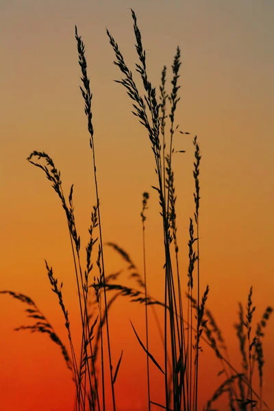 Nur Gräser Gegen Den Abendhimmel — Stockfoto