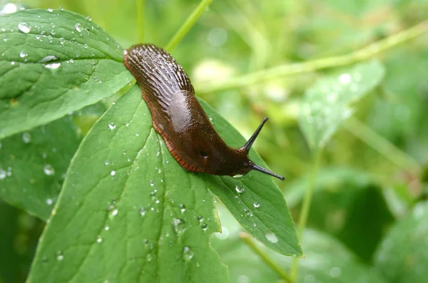 Caracol Descascado Gastropé Animal — Fotografia de Stock