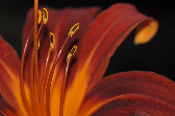 Closeup View Beautiful Lily Flower — Stock Photo, Image