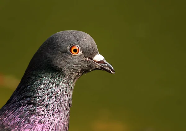 Vista Panorámica Hermoso Pájaro Naturaleza — Foto de Stock