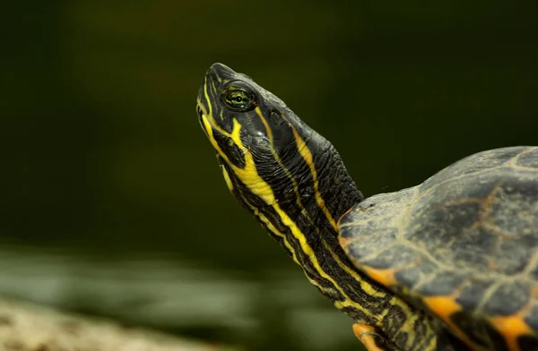 爬虫類動物カメ野生動物 — ストック写真