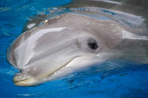 Delfino Pesci Acquatici Animale — Foto Stock