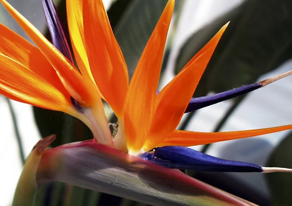 Strelitzia Reginae熱帯植物の花 — ストック写真