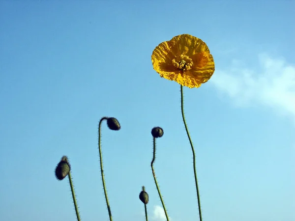 Vista Cerca Hermosas Flores Amapola Silvestre — Foto de Stock