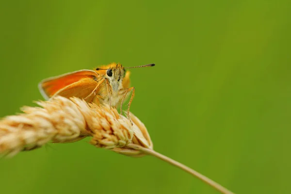 Nahaufnahme Von Wanzen Der Wilden Natur — Stockfoto