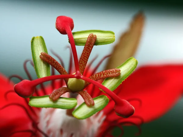 Kwiat Namiętności Flora Płatki — Zdjęcie stockowe