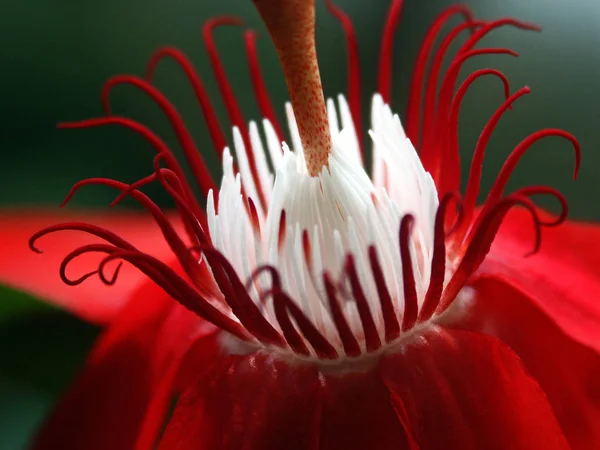 Szczegóły Pasja Kwiat Czerwony — Zdjęcie stockowe