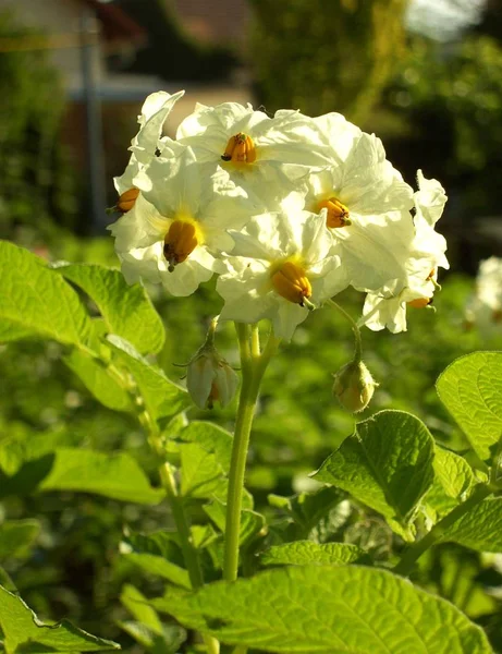 Flores Florecientes Hermosas Fondo Naturaleza — Foto de Stock