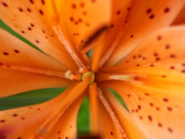美しいユリの花の近景 — ストック写真