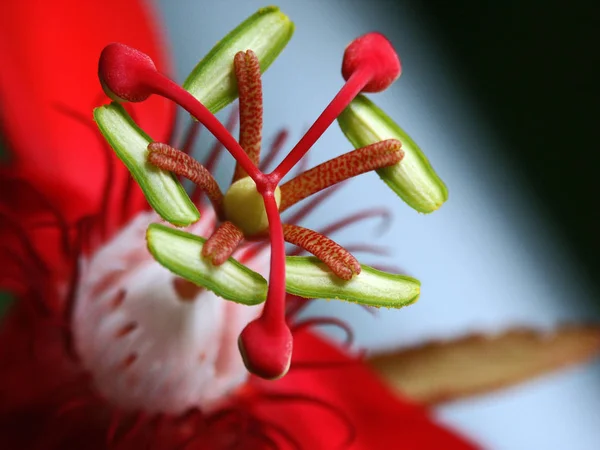 Kwiat Namiętności Flora Płatki — Zdjęcie stockowe