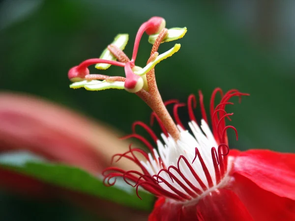Цветок Страсти Флора Лепестки — стоковое фото