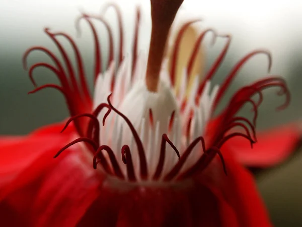 情熱の花 植物や花弁 — ストック写真