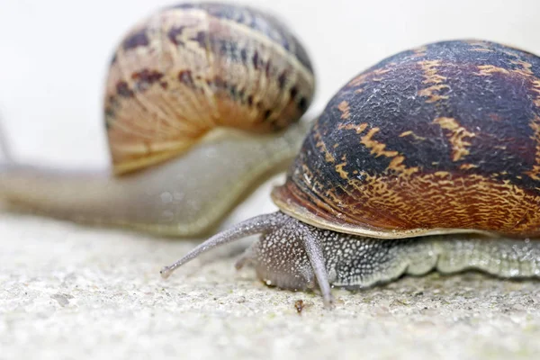 カタツムリの殻の胃腸ポッド動物 — ストック写真