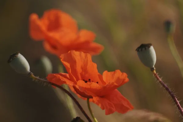 Vue Rapprochée Belles Fleurs Pavot Sauvage — Photo