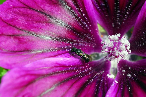 自然界における昆虫の密接な眺め — ストック写真