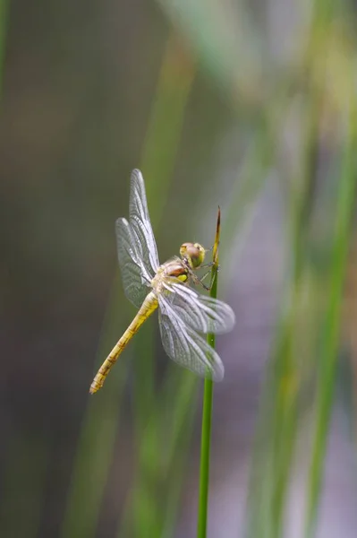 Close Macro View Van Libelle Insect — Stockfoto