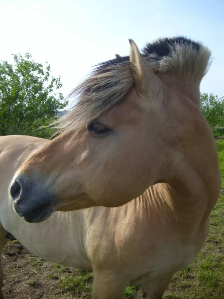 Кінь Жеребець Дика Тварина Природі — стокове фото