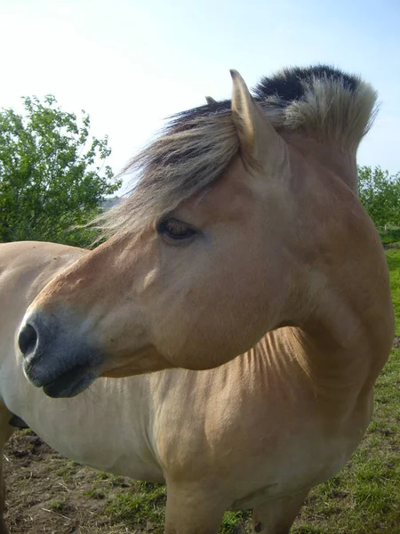 Caballo Semental Animal Salvaje Naturaleza — Foto de Stock