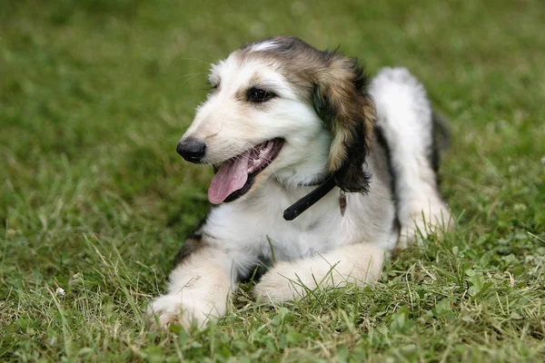 Порода Собак Сибирской Хаски — стоковое фото