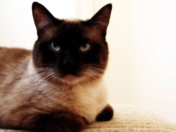 Retrato Gato Bonito — Fotografia de Stock