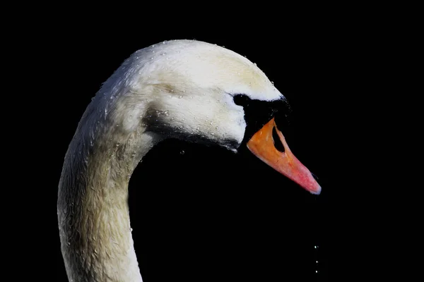 Festői Kilátás Libamadár Természetben — Stock Fotó