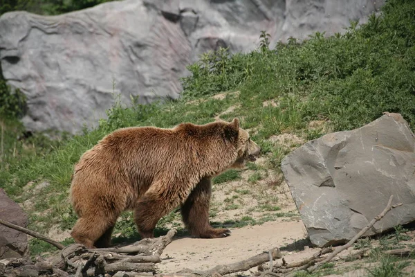 Animali Diversi Attenzione Selettiva — Foto Stock