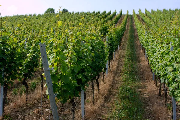 Landbouw Wijngaarden Landschapsflora Folaige — Stockfoto