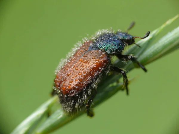 Dieser Kleine Käfer Ist Bei Gärtnern Nicht Sehr Beliebt Weil — Stockfoto