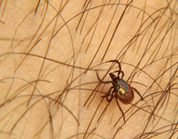 Primer Plano Error Naturaleza Salvaje — Foto de Stock