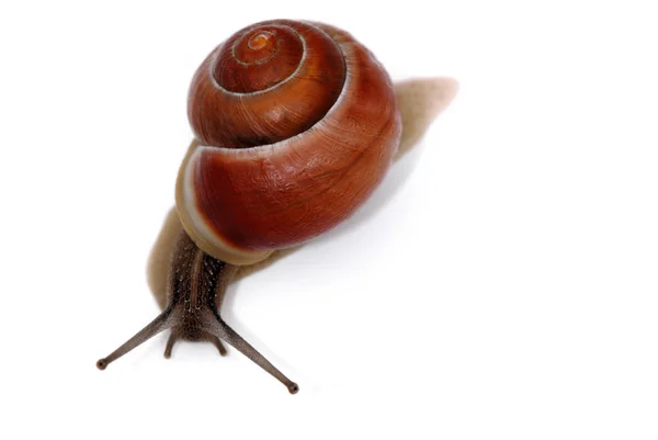 Schleimige Schnecke Schneckenkrebse — Stockfoto