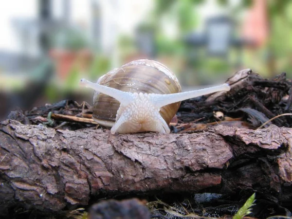 Snails Germany Austria Switzerland Well Many Other Countries Protection Germany — Stock Photo, Image