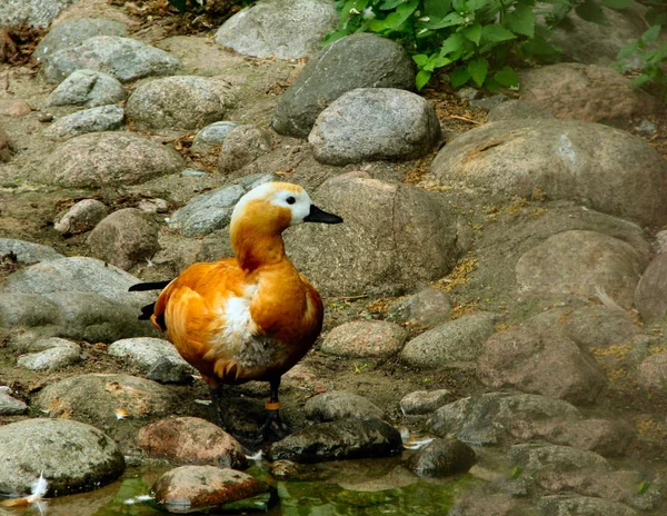 Grenaille Observation Canard Dans Nature Sauvage — Photo