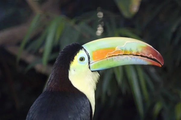 Vista Panorámica Hermoso Pájaro Naturaleza — Foto de Stock