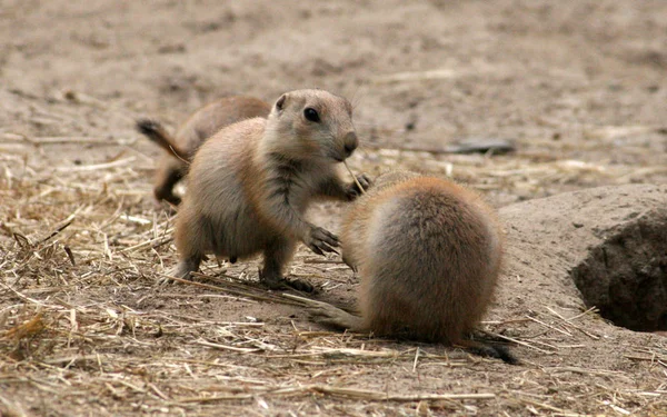 Meerkat Suricate动物在自然界中 — 图库照片