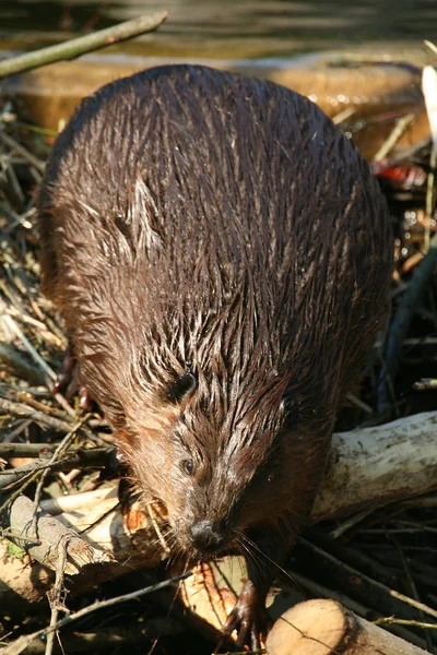 Junge Nutria Biberratte — Stockfoto