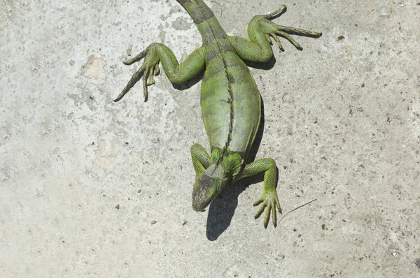 Eidechse Leguan Raubtier — Stockfoto