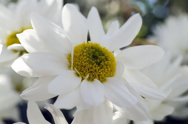 Schöne Botanische Aufnahme Natürliche Tapete — Stockfoto