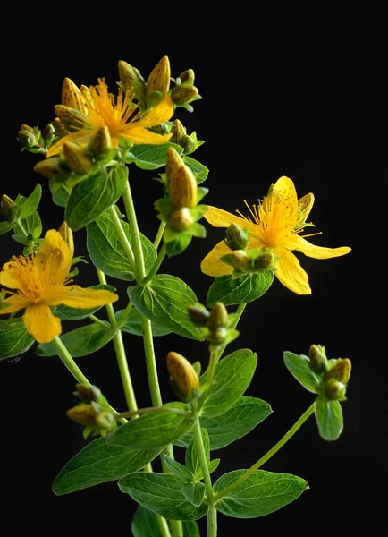 John Wort — Stock Photo, Image