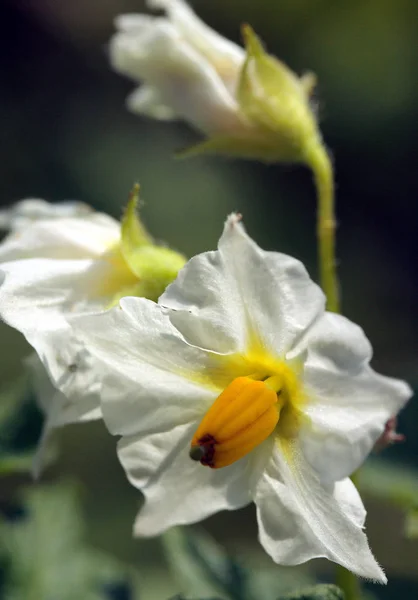 Schöne Blumen Blumiges Konzept Hintergrund — Stockfoto