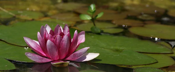 Вид Крупным Планом Красивую Водяную Лилию — стоковое фото