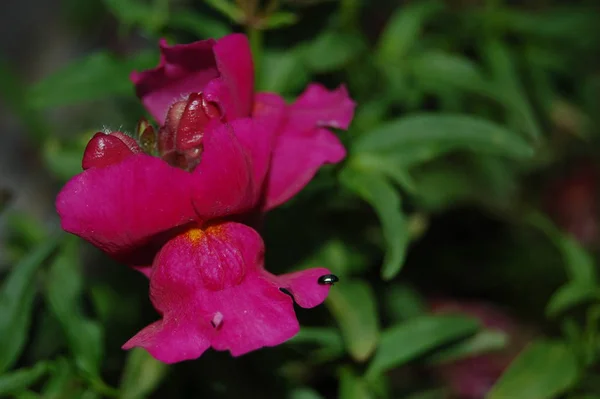 ライオンの口 Antirrhiunum Majus — ストック写真