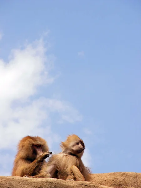 Monyet Primata Hewan Satwa Liar — Stok Foto