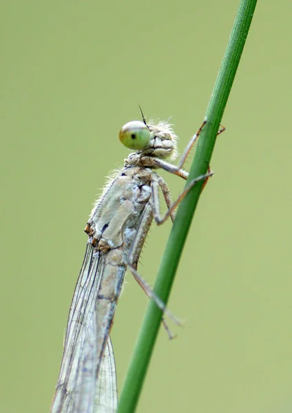 Vue Macro Rapprochée Insecte Libellule — Photo