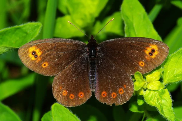 Vue Rapprochée Belle Exotique Faiblir — Photo