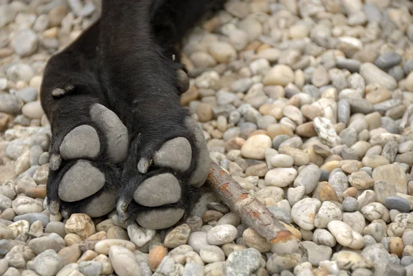 Meu Pau Não Lhe Dou Patas Labrador Detalhe — Fotografia de Stock