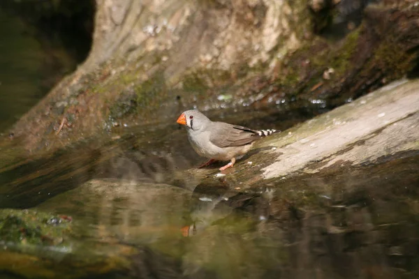 Vacker Utsikt Över Vacker Fågel Naturen — Stockfoto