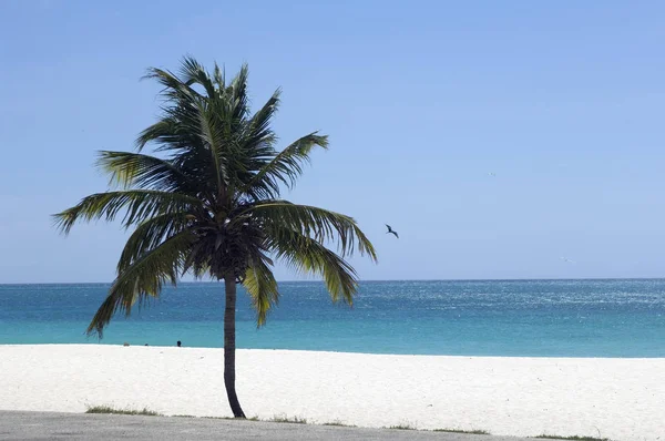 Playa Caribe — Foto de Stock