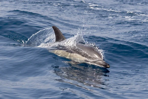 Delfines Peces Acuáticos Animales — Foto de Stock