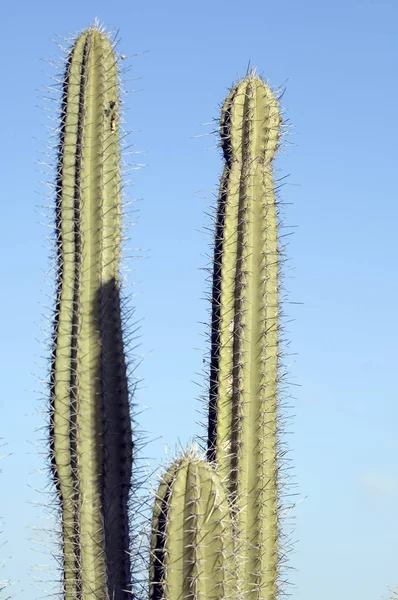 Kaktus Tropická Rostlina Flóra — Stock fotografie